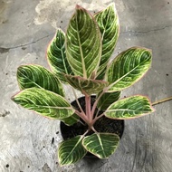 Aglonema Minion Ori Bukan Aglaonema Lotus Real Pic Tanaman Hias Sultan