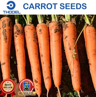 KURODA CARROT SEEDS Vegetable Seeds