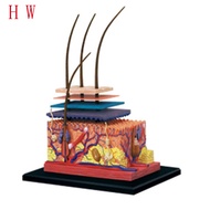 4D Human Skin Model Hair Organs Assembling Puzzle Model Teaching Model Manikin Science Anatomical Mo