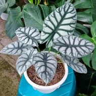 alocasia dragon silver dewasa