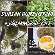 ANAK POKOK DURIAN DURI HITAM@BLACK THORN