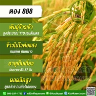 เมล็ดพันธุ์​ข้าว ข้าวเจ้า ตอง 888 ไม่ไวแสง นาปี นาปรัง ทนแดด ทนหนาว ทนต่อโรคแมลง 25 กก. คูลเกษตร ไรซ