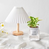 植栽 室內盆栽 白金葛 懶人盆栽