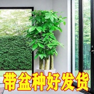 Office Bedroom Living Room Step by Step Green Plant Big Tree Big Pot Fortune Tree Good Raising Indoo