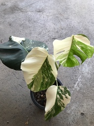 มอนสเตอร่า อัลโบ ฮอลแลนด์ Monstera Albo Holland