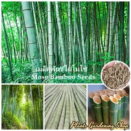เมล็ดพันธุ์ไผ่โมโซ Moso Bamboo Seeds Phyllostachys seeds 50 เมล็ดพันธุ์คุณภาพ เมล็ดพันธุ์แท้ ต้นไม้มงคล บอนสีราคาถูก Lawn Plant
