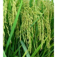 grosir benih padi putih ciherang 1,5 kg kudkro 9640xv