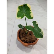 Pokok Mickey / Alocasia