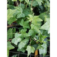 90s Greenovation | Live plant- English Ivy Green 常春藤(indoor & outdoor plant)