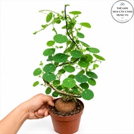 Bonsai lime tree
