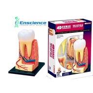 4D MASTER STEM Human Triple Root Molar Tooth Anatomy Detachable Model for Science, Dentistry, Univer