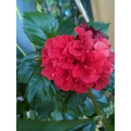 flower cutting hibiscus mutabilis Confederation Rose