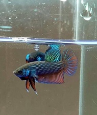 ปลากัด Betta fish ปลาเก่ง ปลากัดสินค้ามาใหม่ ด่วน มีปลายทาง ปลากัดโหด สีเขียวเข้ม ส่งเดินทางแบบด่วนท