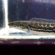 ikan hias toman jumbo galak