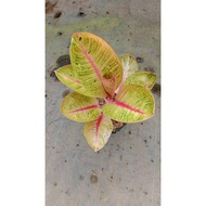 Sindo - Aglaonema Goliat Live Plant 0VZH2OFTU0