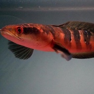 Channa Red Barito/Ornamental fish/Freshwater/Readystock