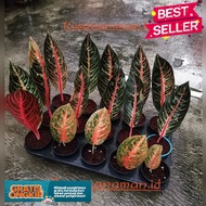 new promo aglonema red Sumatra Aglonema ret sumatera anakan bby ( Bisa COD )