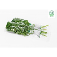 B1 - Daun Pasli / English Parsley