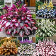 [Supply] Colorful Leaf Jade Hairpin Flower Seed Jade Flower Seed Potted Flower Seed White Crane Flow