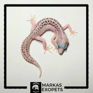 Leopard Gecko Pied !