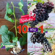 กิ่งพันธุ์องุ่น พันธุ์บิวตี้ ซีดเลส (Beauty Seedless) ไร้เมล็ด