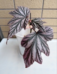 Begonia Pink Minx 秋海棠