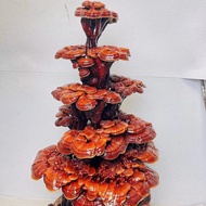 （预售）清仓批发灵芝盆景花盆盆栽观叶植物吸甲醛室内阳台种植可吃盆栽