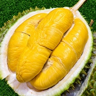 TIADA COD Pokok Durian Musang King D197 Saiz Besar