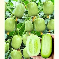 30butir Mini round cucumber benih TIMUN JEPANG pipino cucumber fruit biji high quality seeds with hi