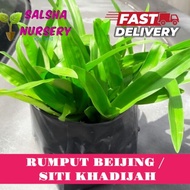 POKOK RUMPUT BEIJING ATAU SITI KHADIJAH