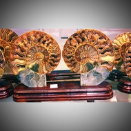 斑彩螺摆件 ammonite fossil