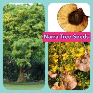 NARRA TREE SEEDS/Repscked/10Seeds