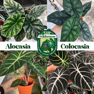 Ever Wilderness Alocasia Collection Rare Real Live Plant Caladium Pokok Keladi