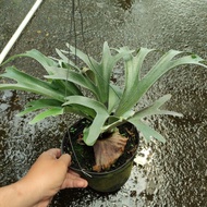 Grd Platycerium Vaseii Remaja Alcicorne Madagascar