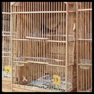 Burung Murai Batu Medan Ekor Panjang Jantan Asli Non Gembung 100%