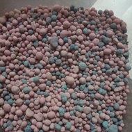 200g Baja Paksa buah lebat,pokok berbuah lebih awal,tabur 3-5biji shj per pasu/pokok sayur/cili anda