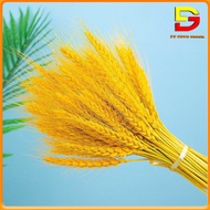 Hoa Khô - Bó 50 Cành Lúa Mạch Tự Nhiên Dài 50cm Trang Trí Nhà Cửa JH-002