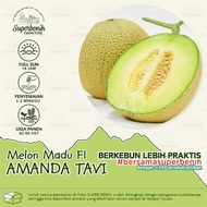 MELON AMANDA TAVI 550 BIJI