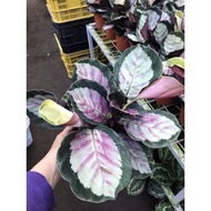 ↂ♠☬Cod! Calathea Rosy Live Plants With Pot And Soil