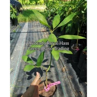 ANAK POKOK AVOCADO ROYAL HASS