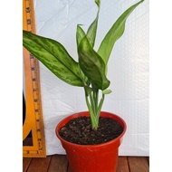 Rare Aglaonema Commutatum Plants Cuttings - Painted Drop Tongue