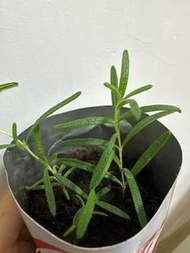 迷迭香｜Rosemary ｜室內盆栽｜香草