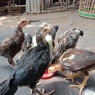 Anakan Ayam Bangkok Pakhoy Usia 2 Bulan - 3 Bulan