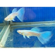 PREMIUM QUALITY Albino Sky Blue Guppy food / Ikan Guppy Albino Sky Blue makanan/ 天空蓝孔雀鱼食物