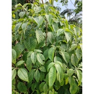 keratan pokok ketum ayam