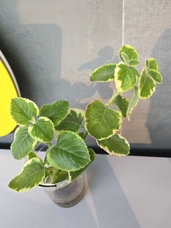 斑葉銀邊碰碰香 植物 盆栽 水培