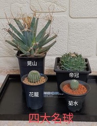 仙人掌#四大名球# 晃山/光山# 帝冠# 花籠# 菊水