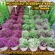 150 Seeds/pack Multicolor Gypsophila Flower Seeds for Sale 满天星种子 Benih Pokok Bunga Biji Benih Bunga 