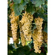 Biji Benih Anggur Merbein Seedless Grape Seed - 10 Seed