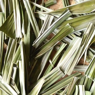 Dried pandan Leaves